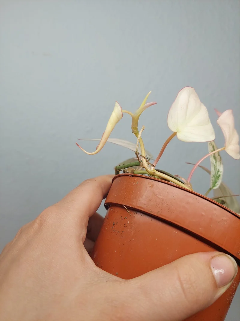 Philodendron Micans Pink Marble Variegata