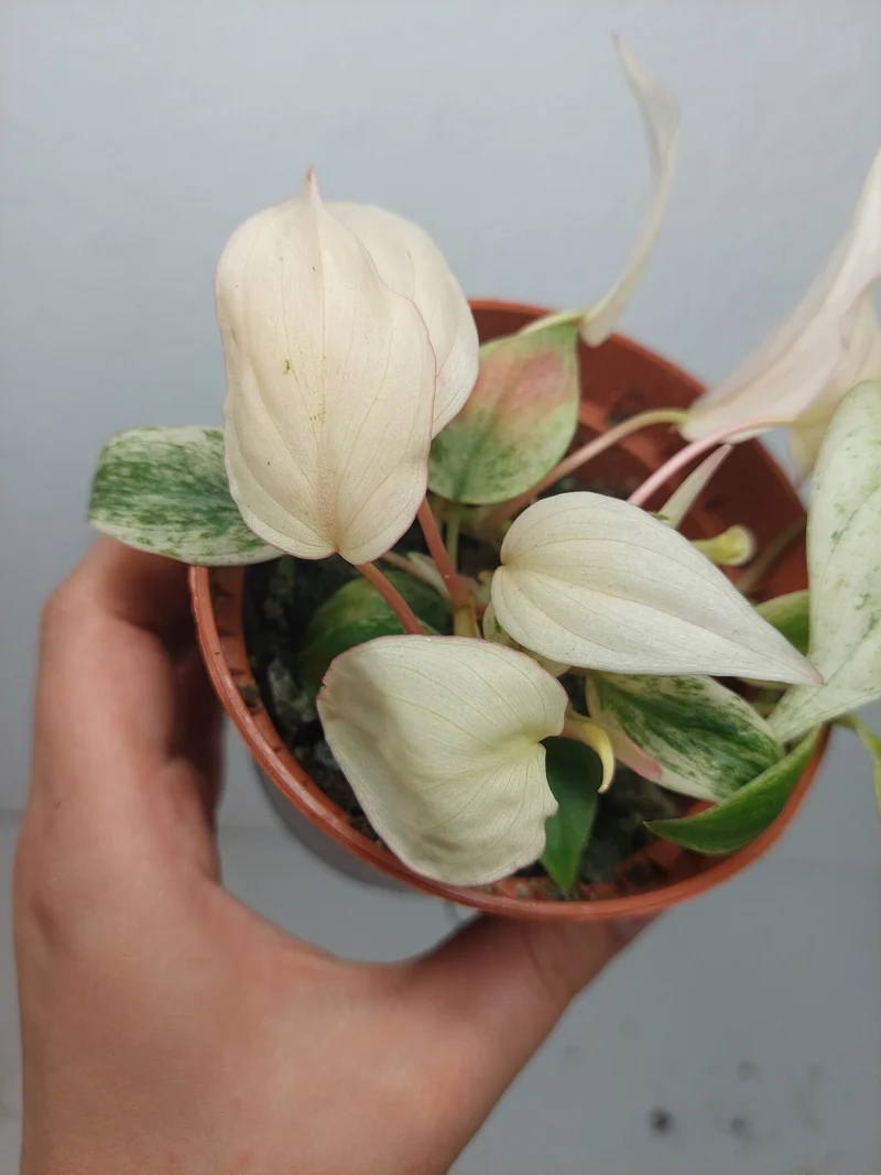 Philodendron Micans Pink Marble Variegata