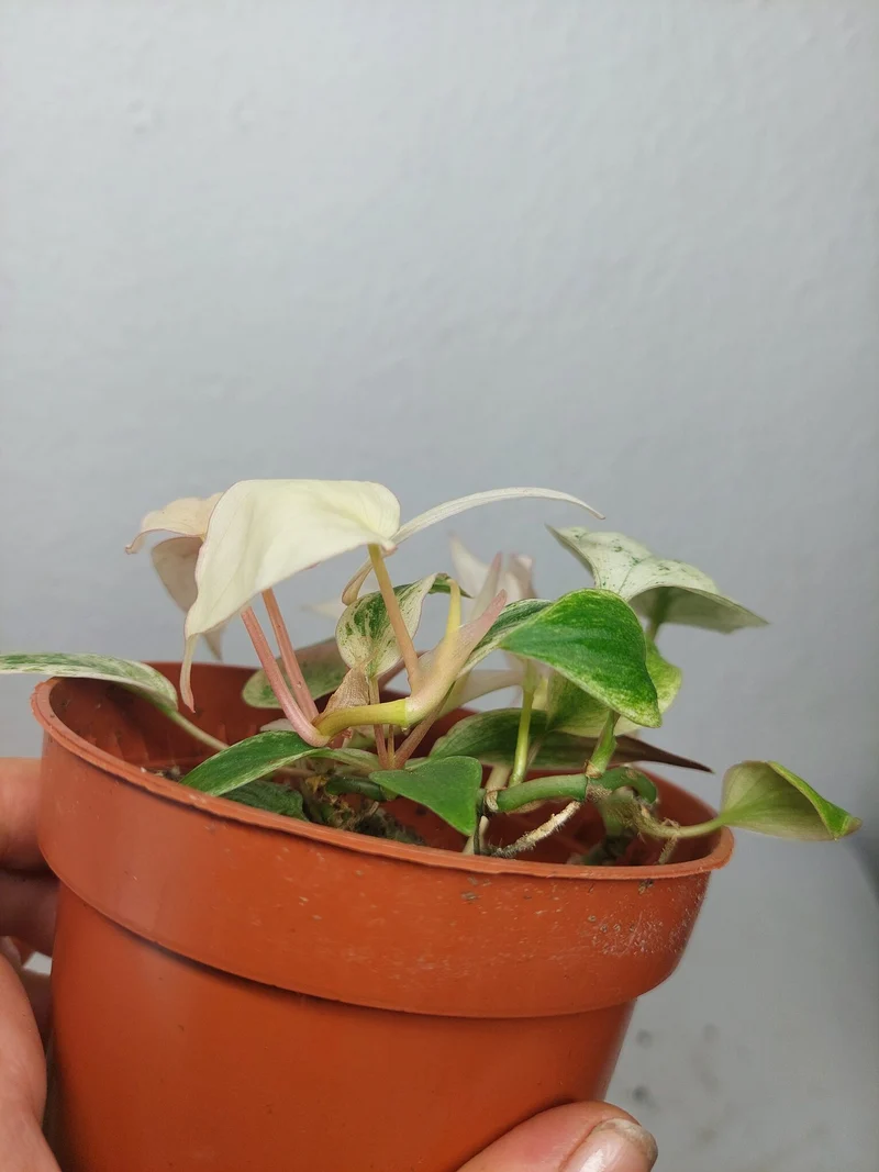 Philodendron Micans Pink Marble Variegata