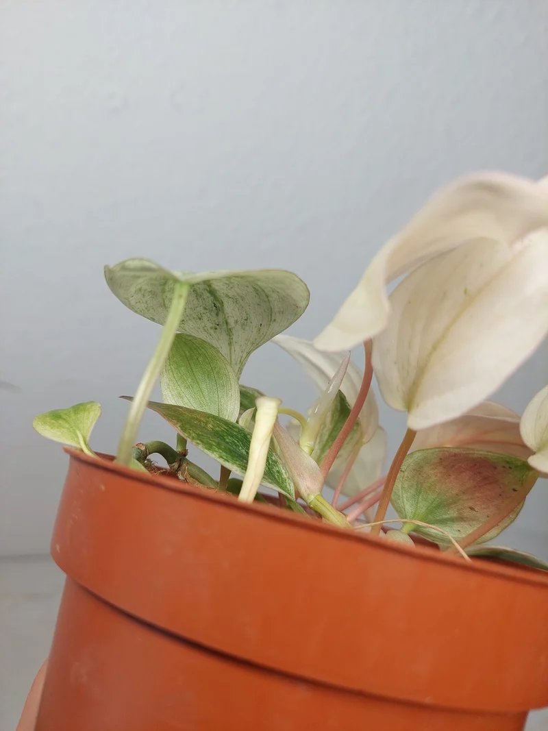 Philodendron Micans Pink Marble Variegata