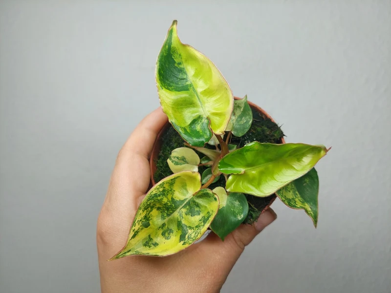 Philodendron Billietiae Variegata (zum aussuchen)