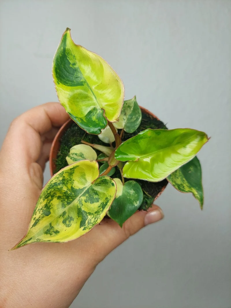 Philodendron Billietiae Variegata (zum aussuchen)