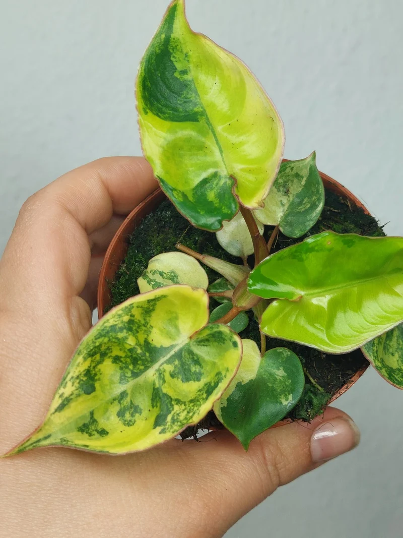 Philodendron Billietiae Variegata (zum aussuchen)