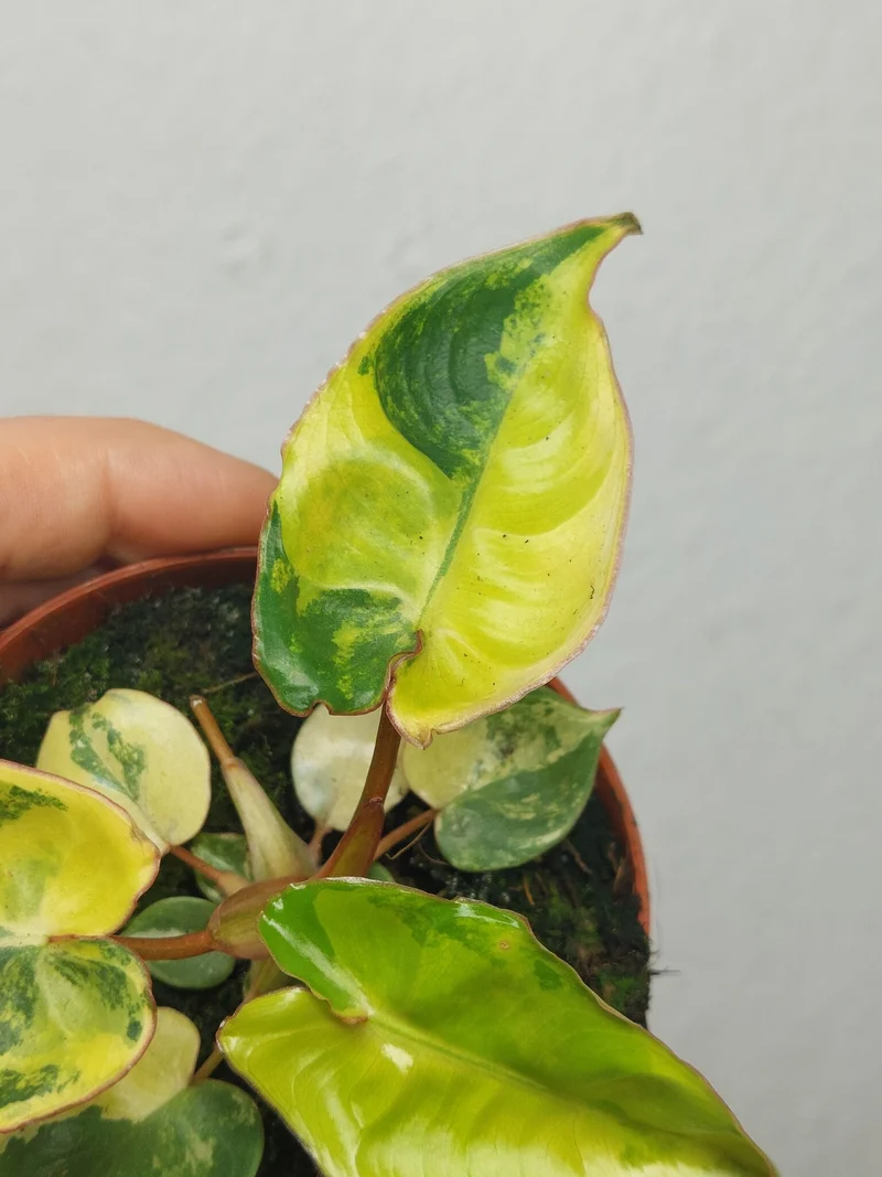 Philodendron Billietiae Variegata (zum aussuchen)