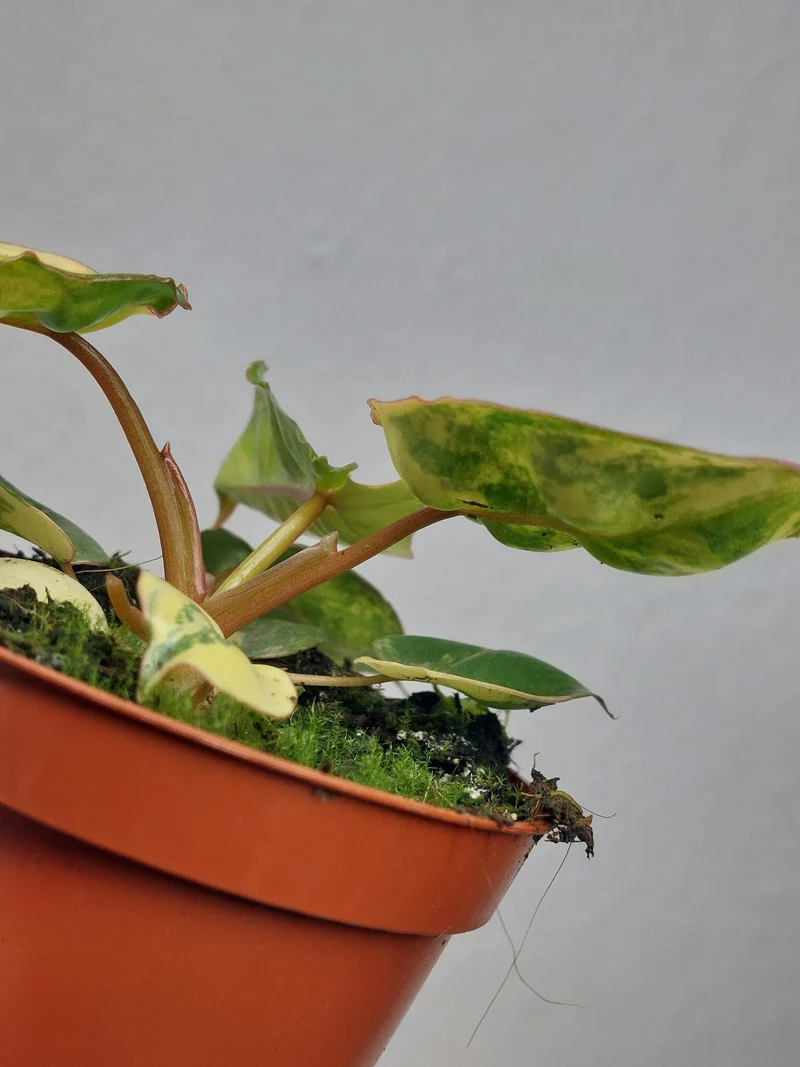 Philodendron Billietiae Variegata (zum aussuchen)