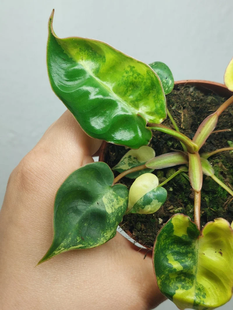Philodendron Billietiae Variegata (zum aussuchen)