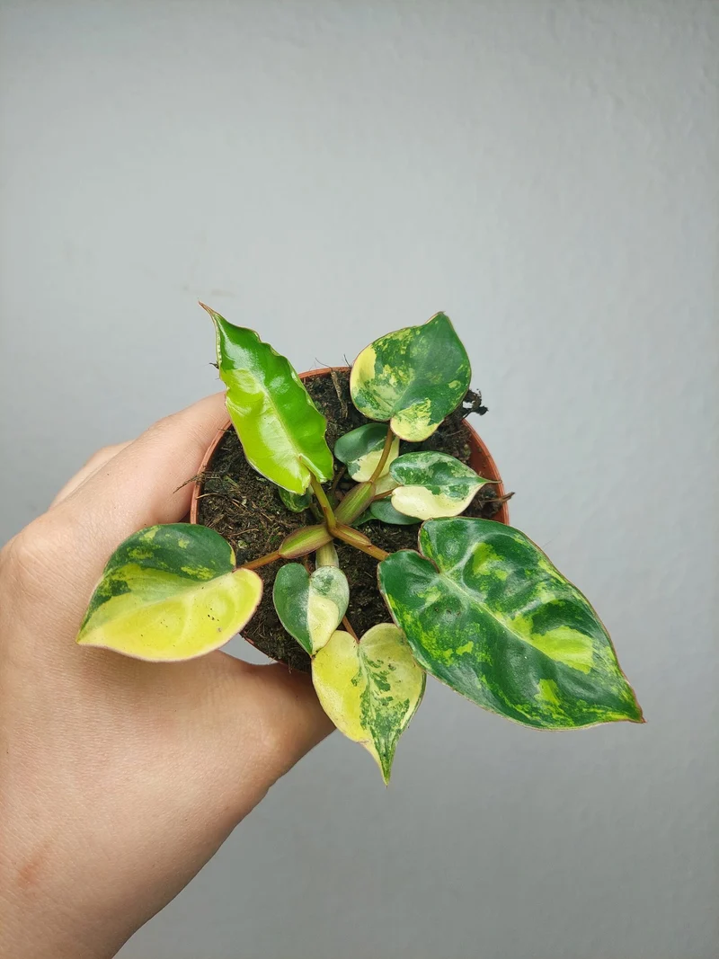 Philodendron Billietiae Variegata (zum aussuchen)