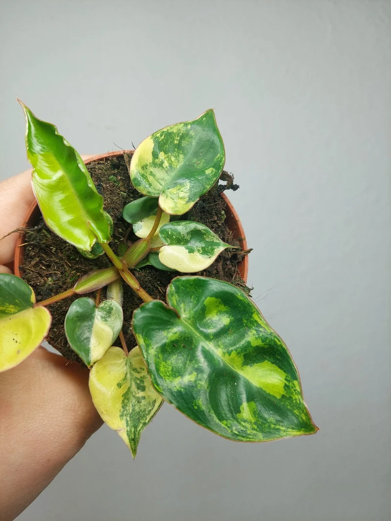 Philodendron Billietiae Variegata (zum aussuchen)