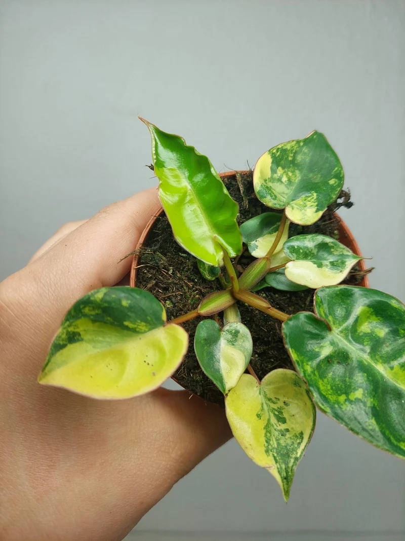 Philodendron Billietiae Variegata (zum aussuchen)