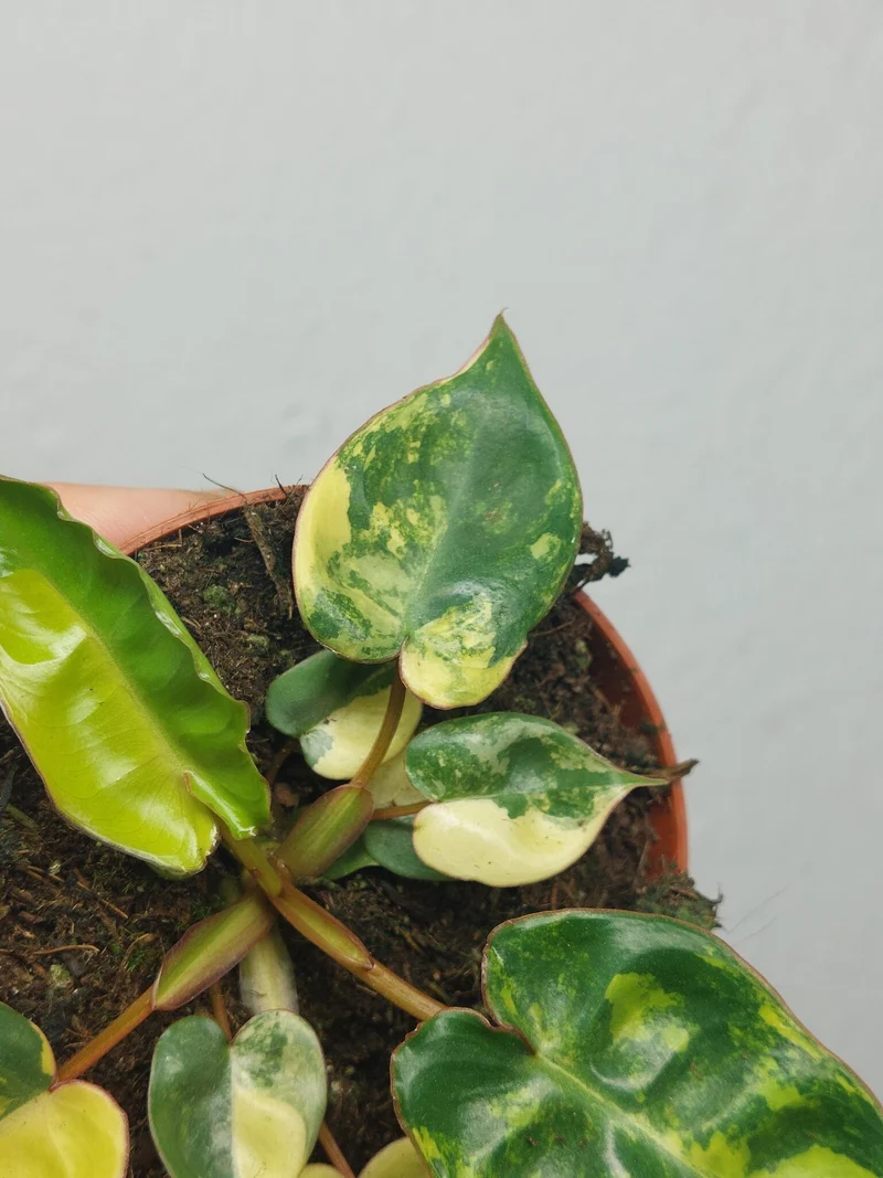 Philodendron Billietiae Variegata (zum aussuchen)