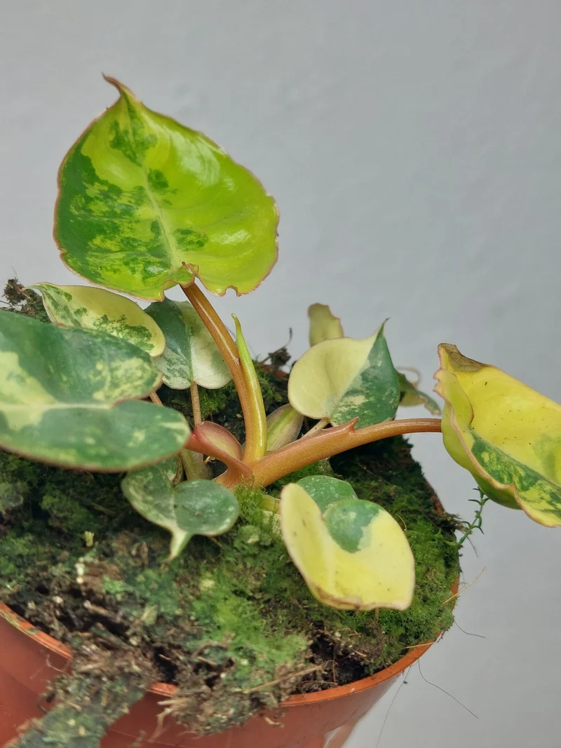 Philodendron Billietiae Variegata (zum aussuchen)