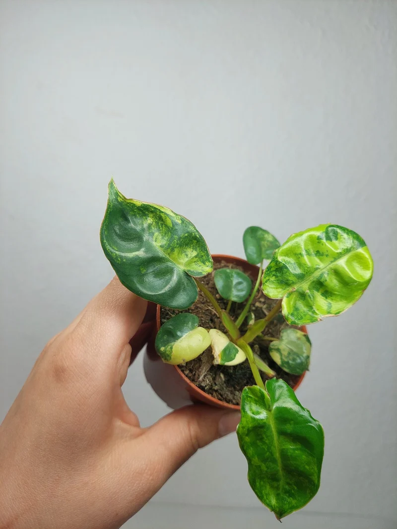 Philodendron Billietiae Variegata (zum aussuchen)