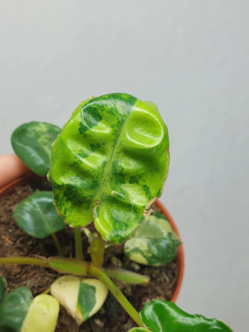 Philodendron Billietiae Variegata (zum aussuchen)