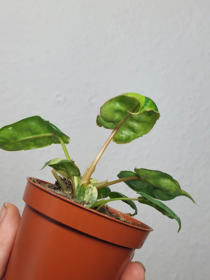Philodendron Billietiae Variegata (zum aussuchen)