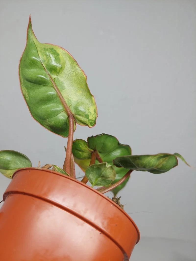 Philodendron Billietiae Variegata (zum aussuchen)