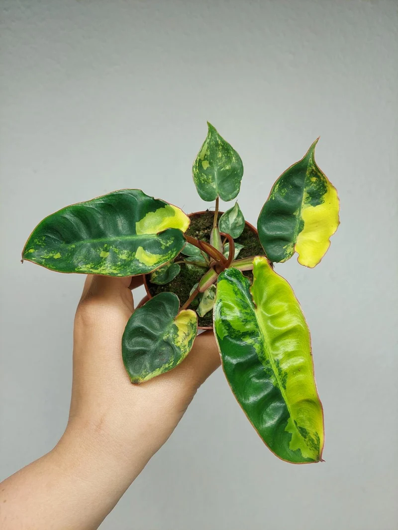 Philodendron Billietiae Variegata (zum aussuchen)