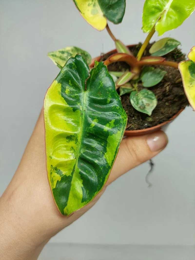 Philodendron Billietiae Variegata (zum aussuchen)