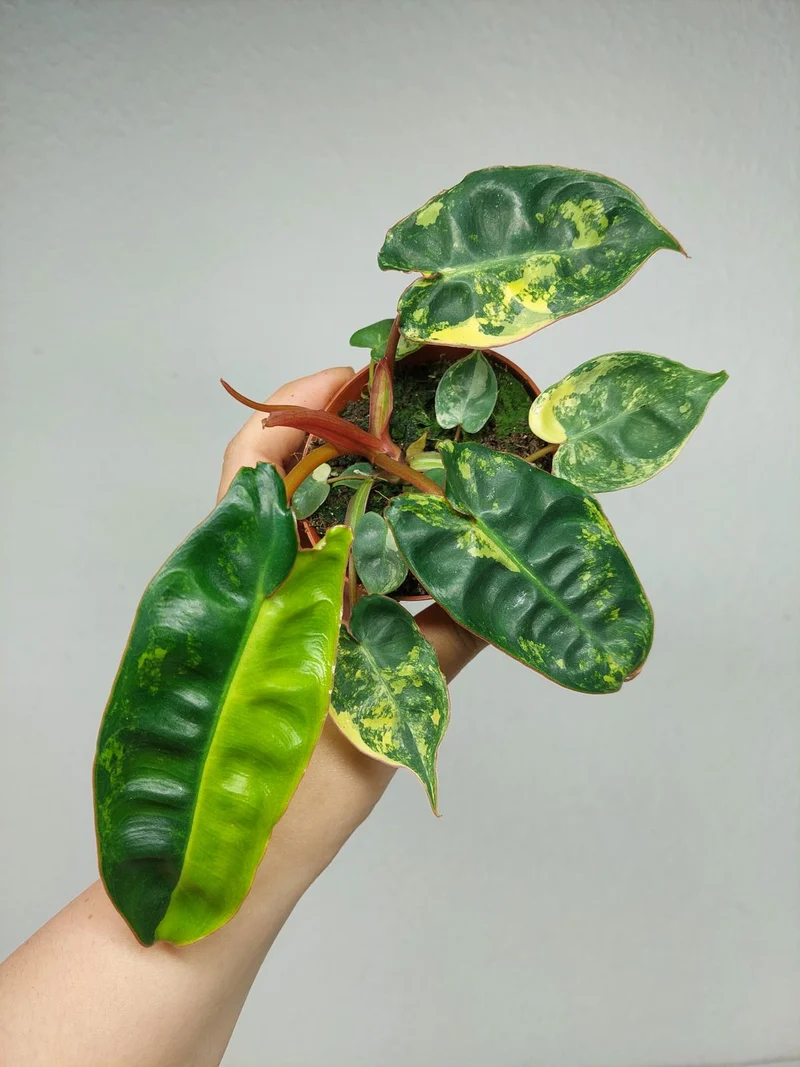 Philodendron Billietiae Variegata (zum aussuchen)