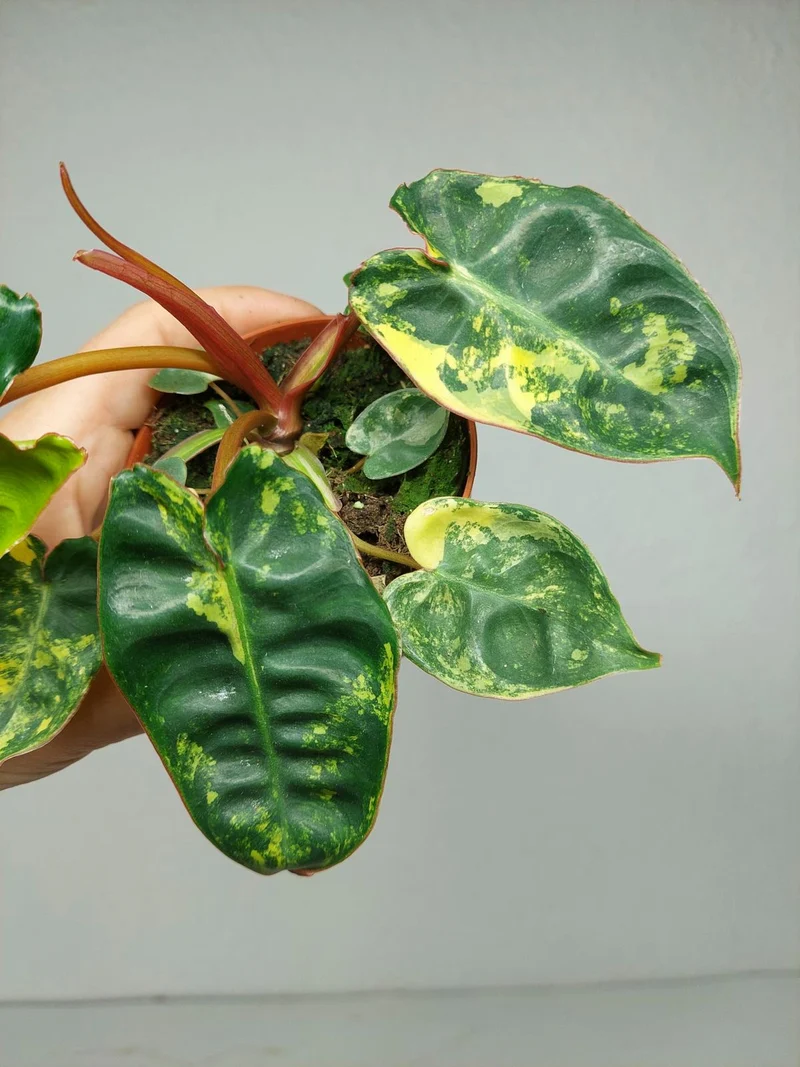 Philodendron Billietiae Variegata (zum aussuchen)