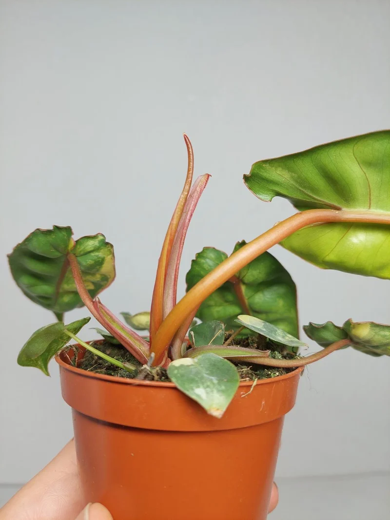 Philodendron Billietiae Variegata (zum aussuchen)