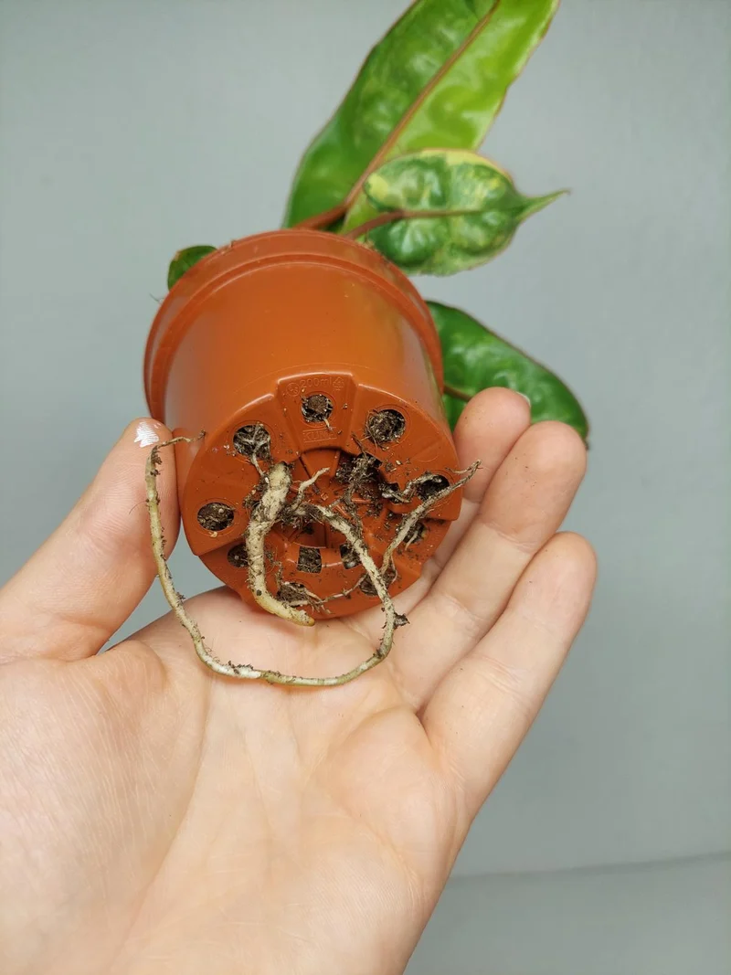 Philodendron Billietiae Variegata (zum aussuchen)