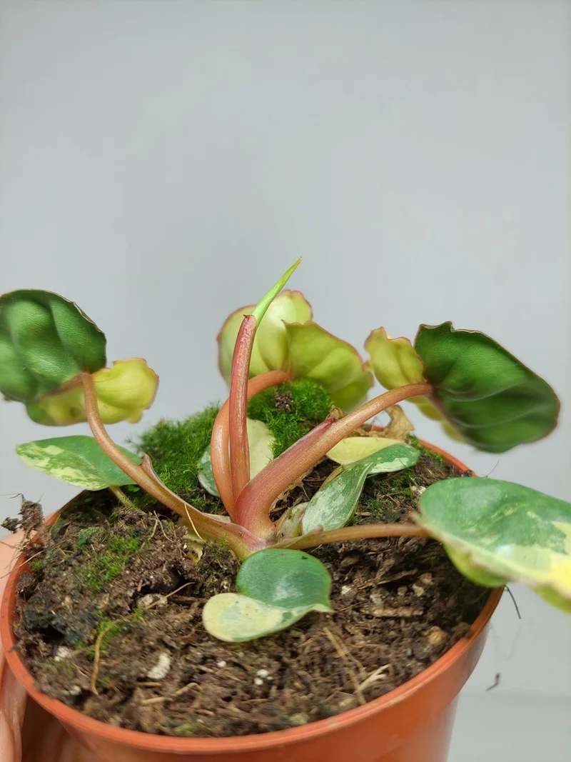 Philodendron Billietiae Variegata (zum aussuchen)
