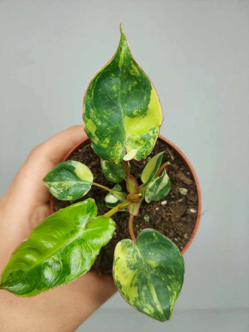 Philodendron Billietiae Variegata (zum aussuchen)