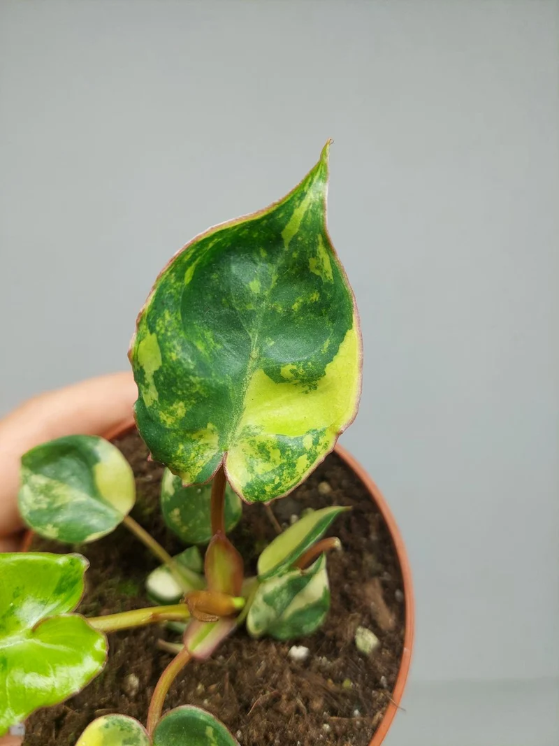 Philodendron Billietiae Variegata (zum aussuchen)