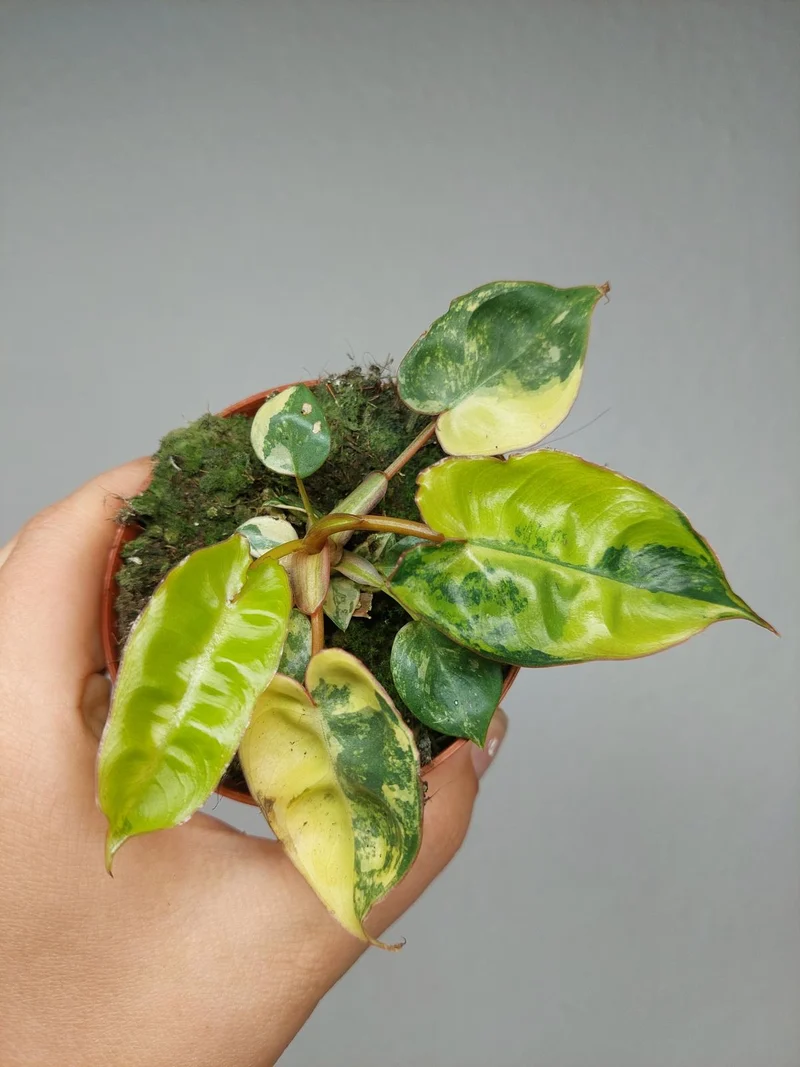 Philodendron Billietiae Variegata (zum aussuchen)