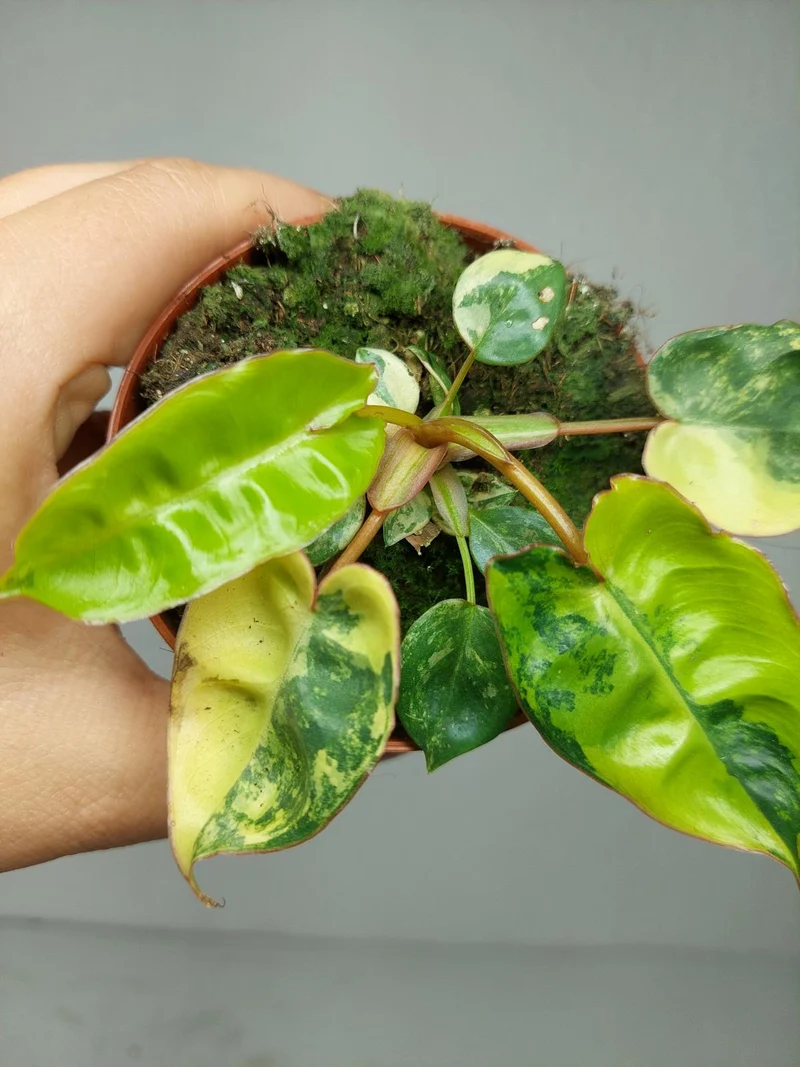 Philodendron Billietiae Variegata (zum aussuchen)