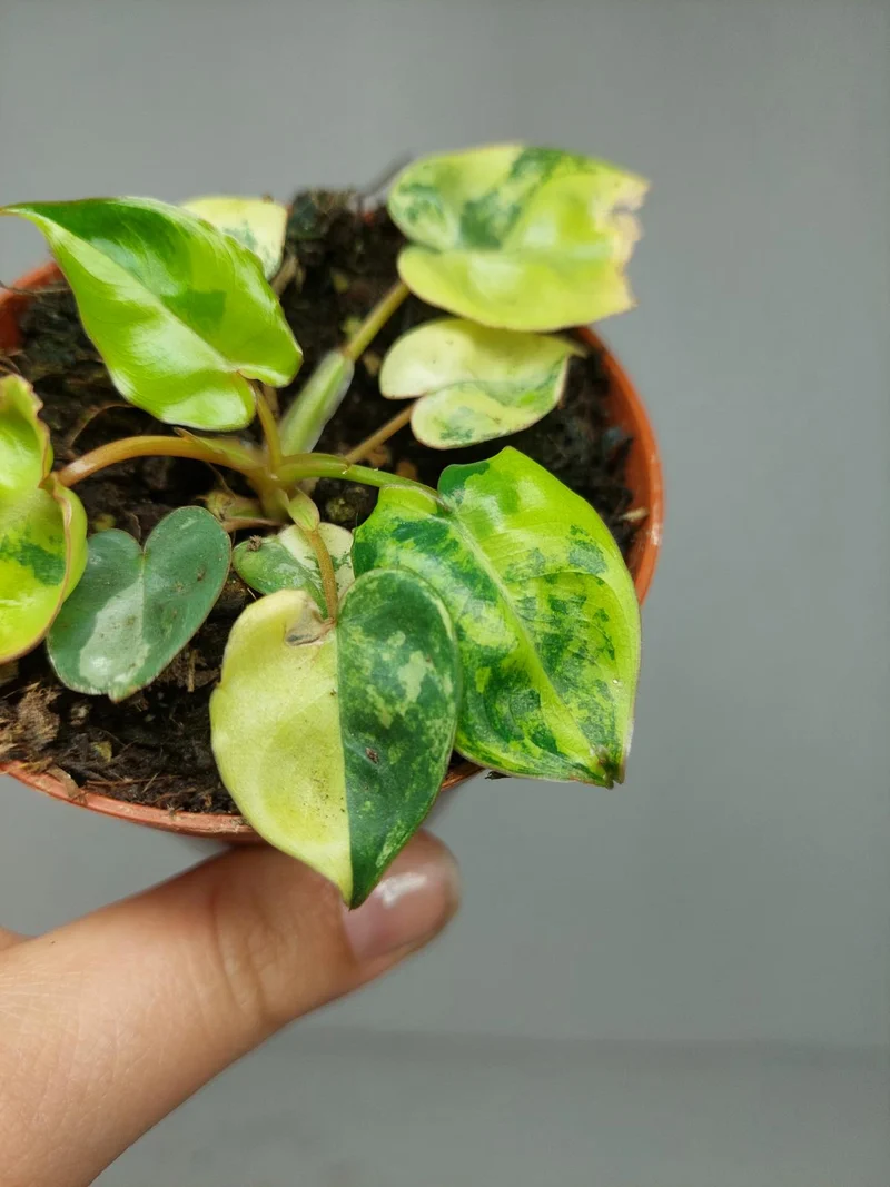 Philodendron Billietiae Variegata (zum aussuchen)