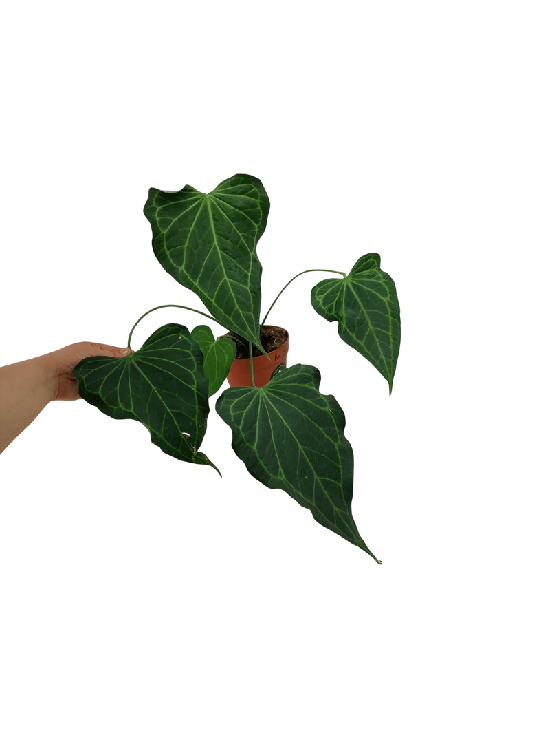 Anthurium Delta Force