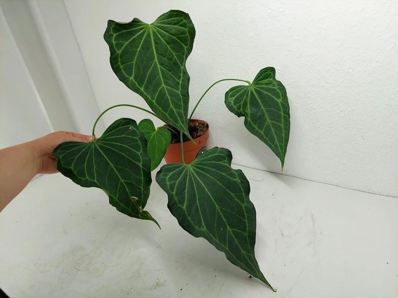 Anthurium Delta Force