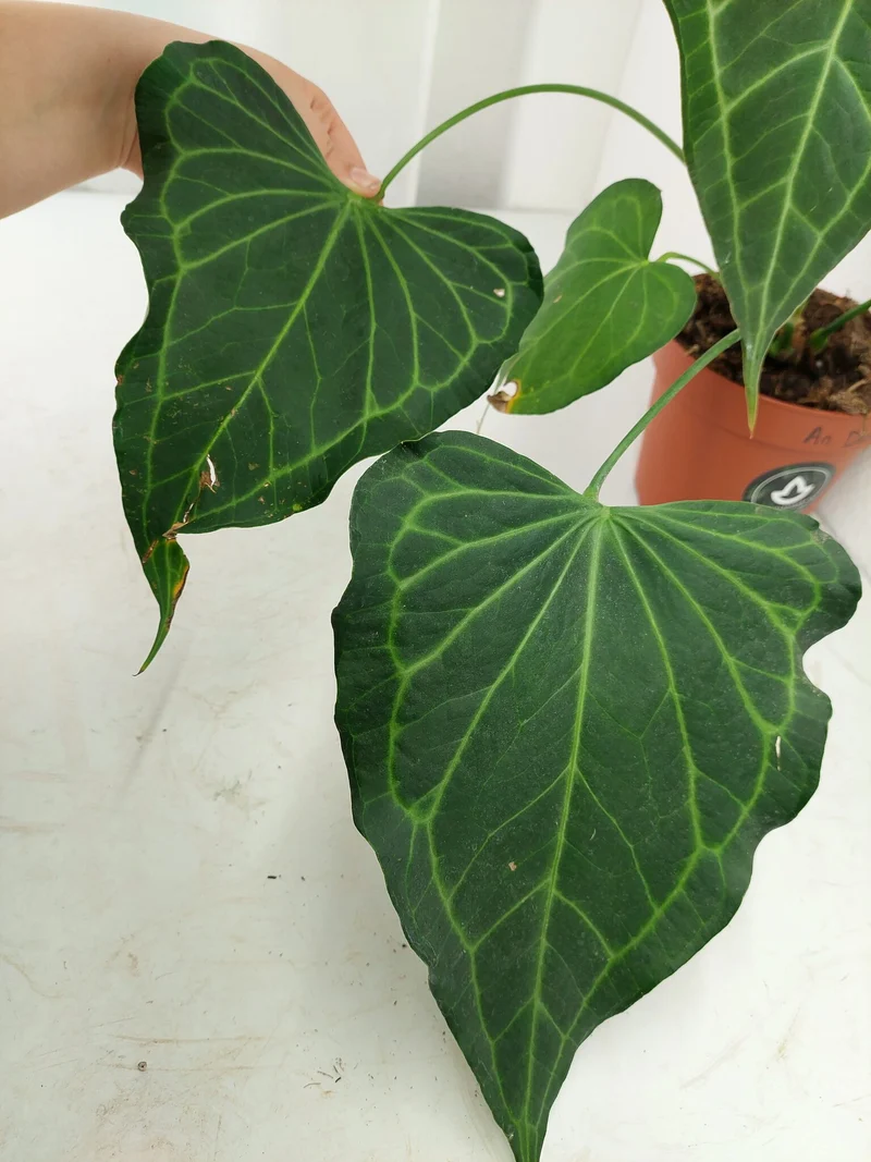 Anthurium Delta Force
