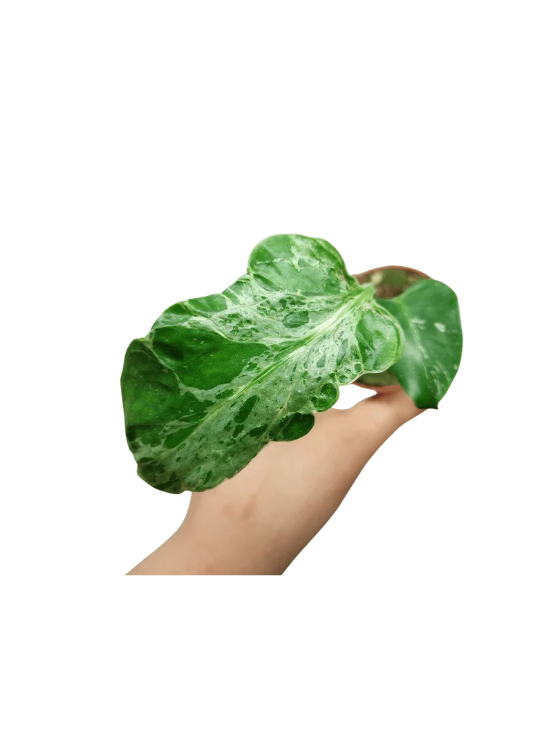 Monstera Bulbasaur (zum aussuchen)