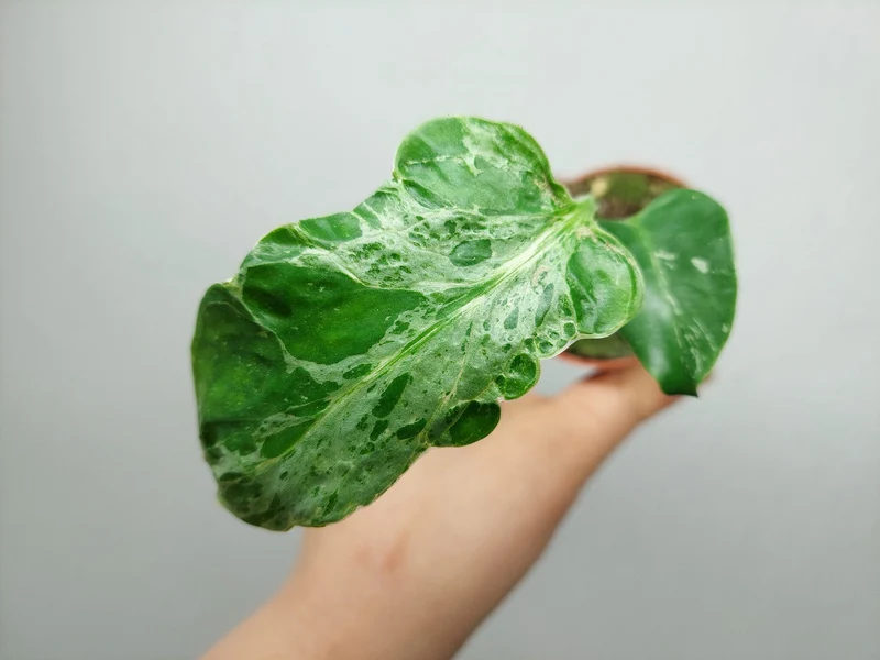 Monstera Bulbasaur (zum aussuchen)