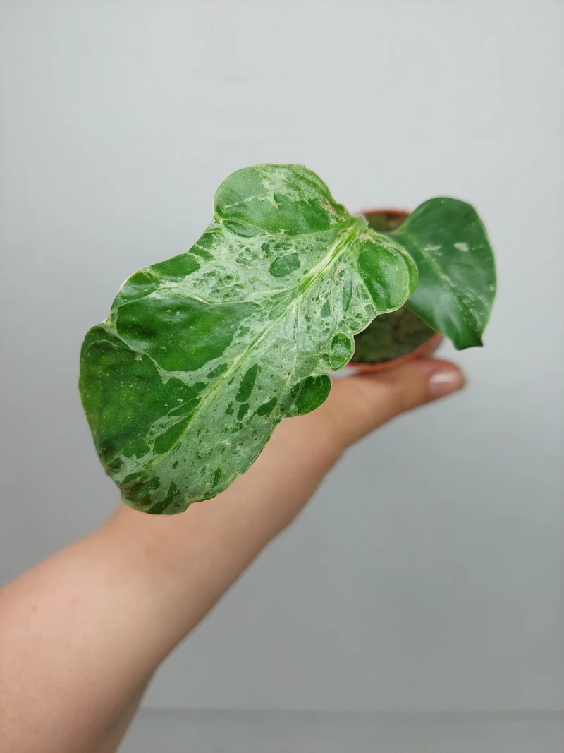 Monstera Bulbasaur (zum aussuchen)