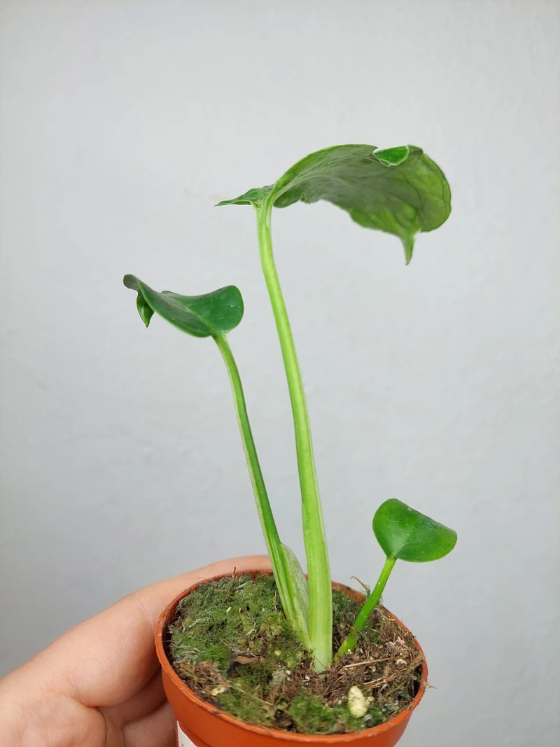 Monstera Bulbasaur (zum aussuchen)