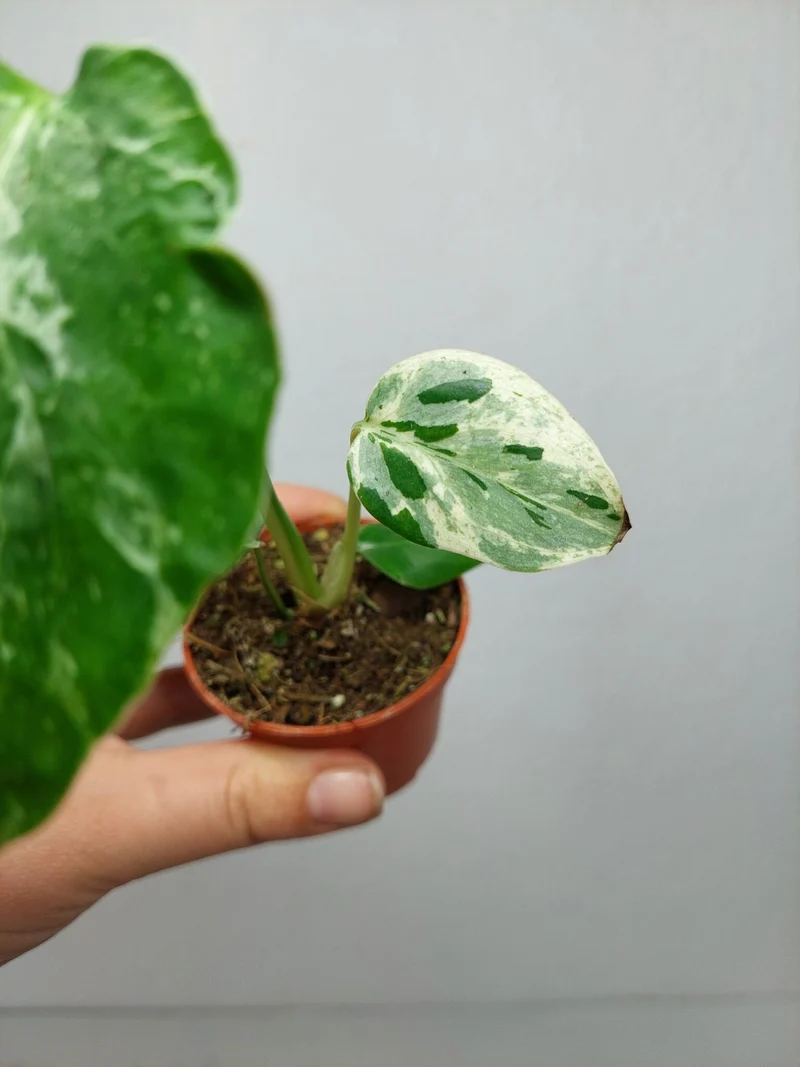 Monstera Bulbasaur (zum aussuchen)