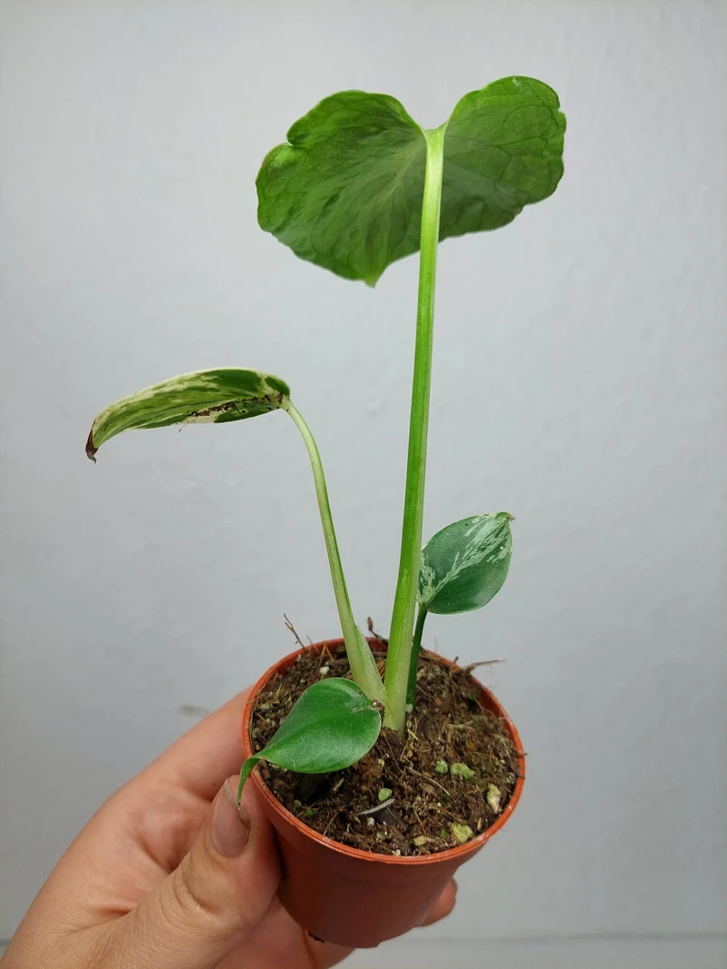 Monstera Bulbasaur (zum aussuchen)