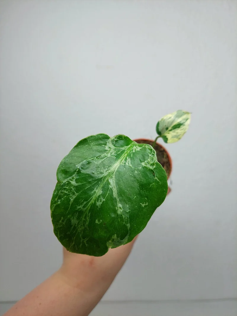 Monstera Bulbasaur (zum aussuchen)
