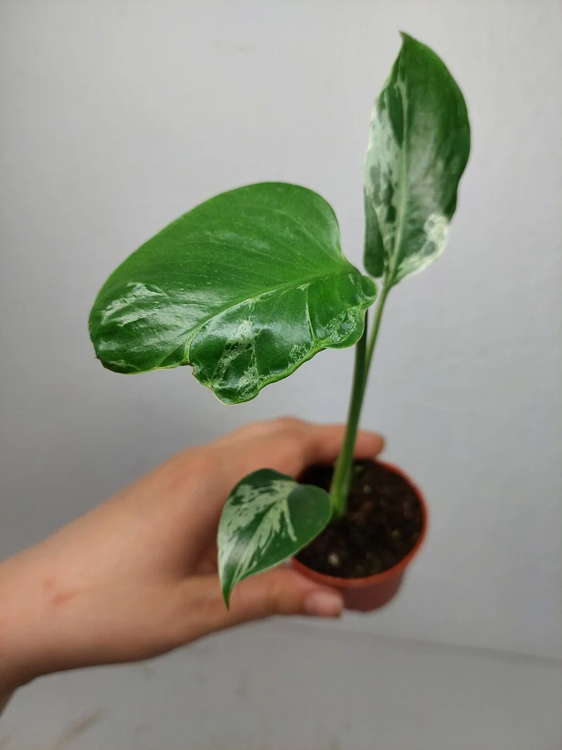 Monstera Bulbasaur (zum aussuchen)