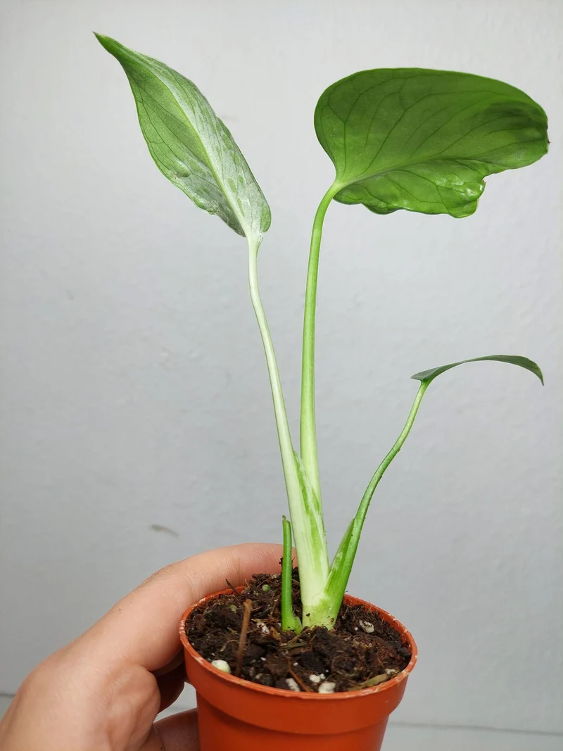 Monstera Bulbasaur (zum aussuchen)