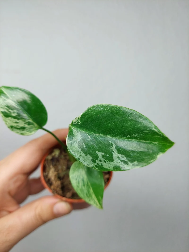 Monstera Bulbasaur (zum aussuchen)