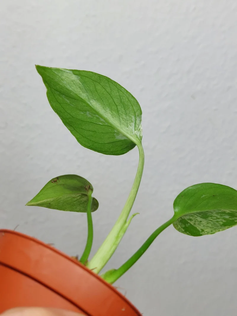 Monstera Bulbasaur (zum aussuchen)