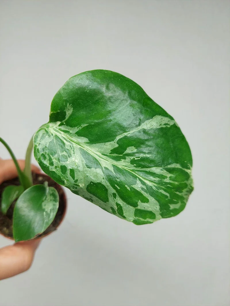 Monstera Bulbasaur (zum aussuchen)