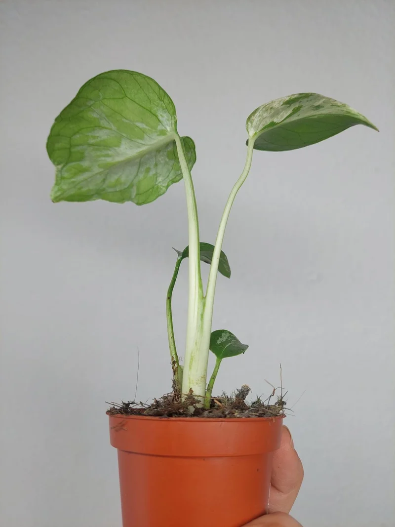 Monstera Bulbasaur (zum aussuchen)
