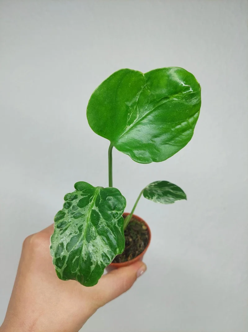 Monstera Bulbasaur (zum aussuchen)