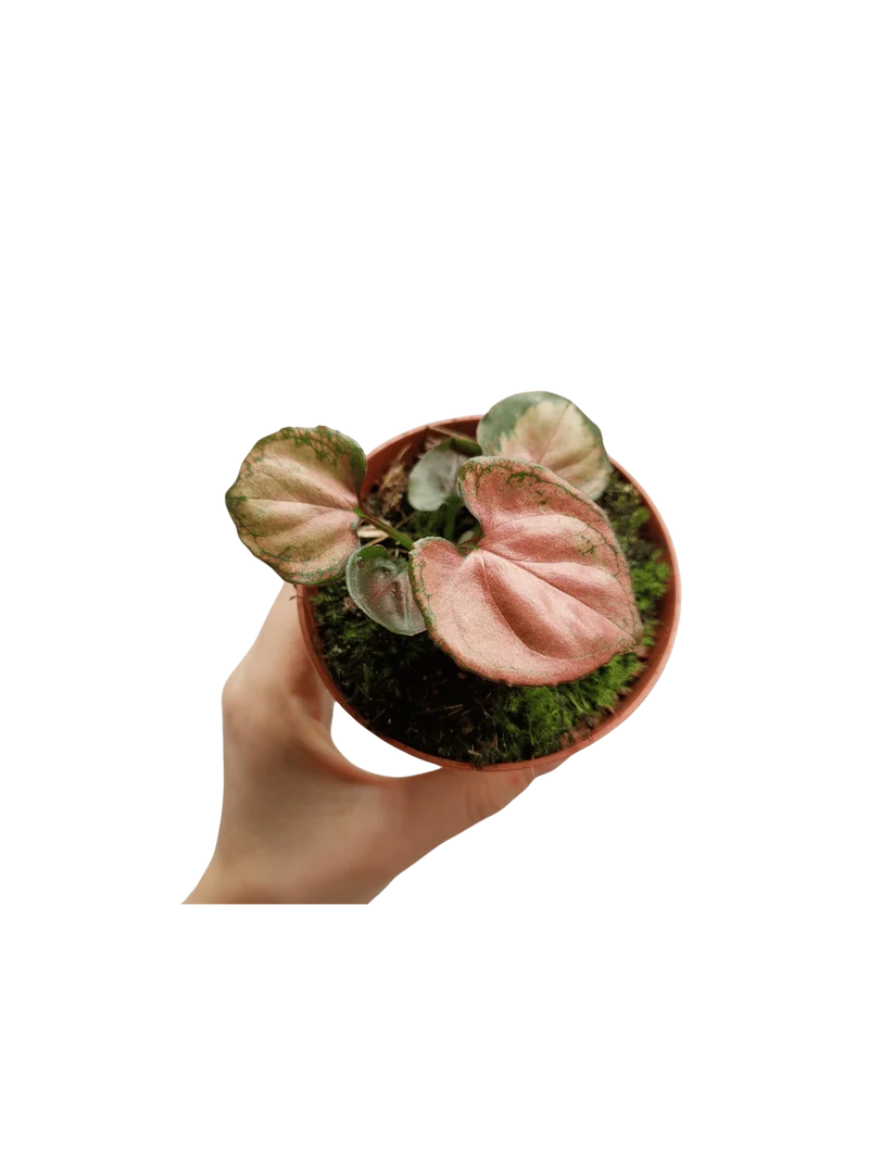 Syngonium Orm Nak
