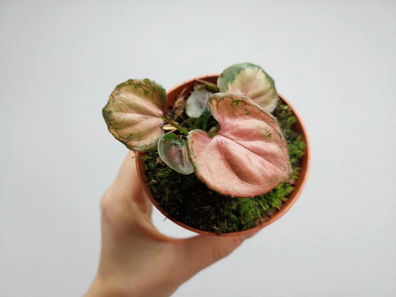 Syngonium Orm Nak